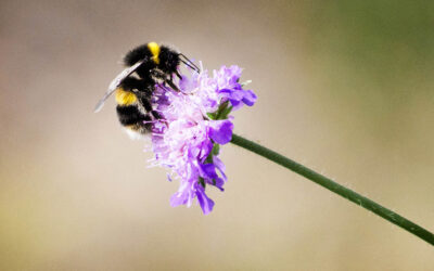 7 tips for a more biodiverse  garden