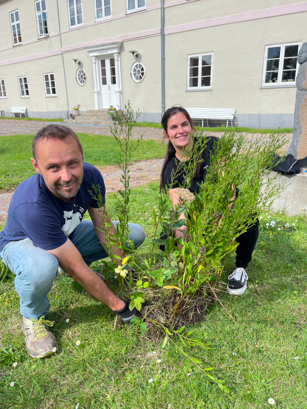 planting a tree
